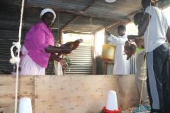 Chicken-farm-workers