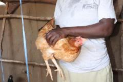 Chicken-farmer