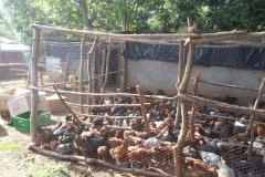 Free-range-chicken-enclosed