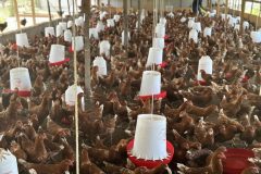 e-Poultry-chicken-farm-scaled