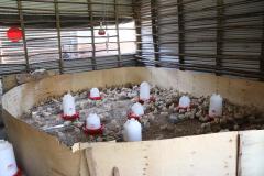 few-days-old-chicken